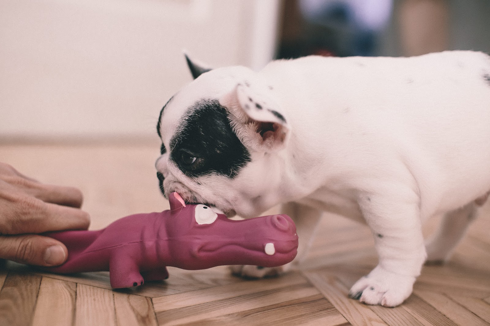 The Complete Guide to Pet Photography for Non-photographers 2 assistant with pet 1