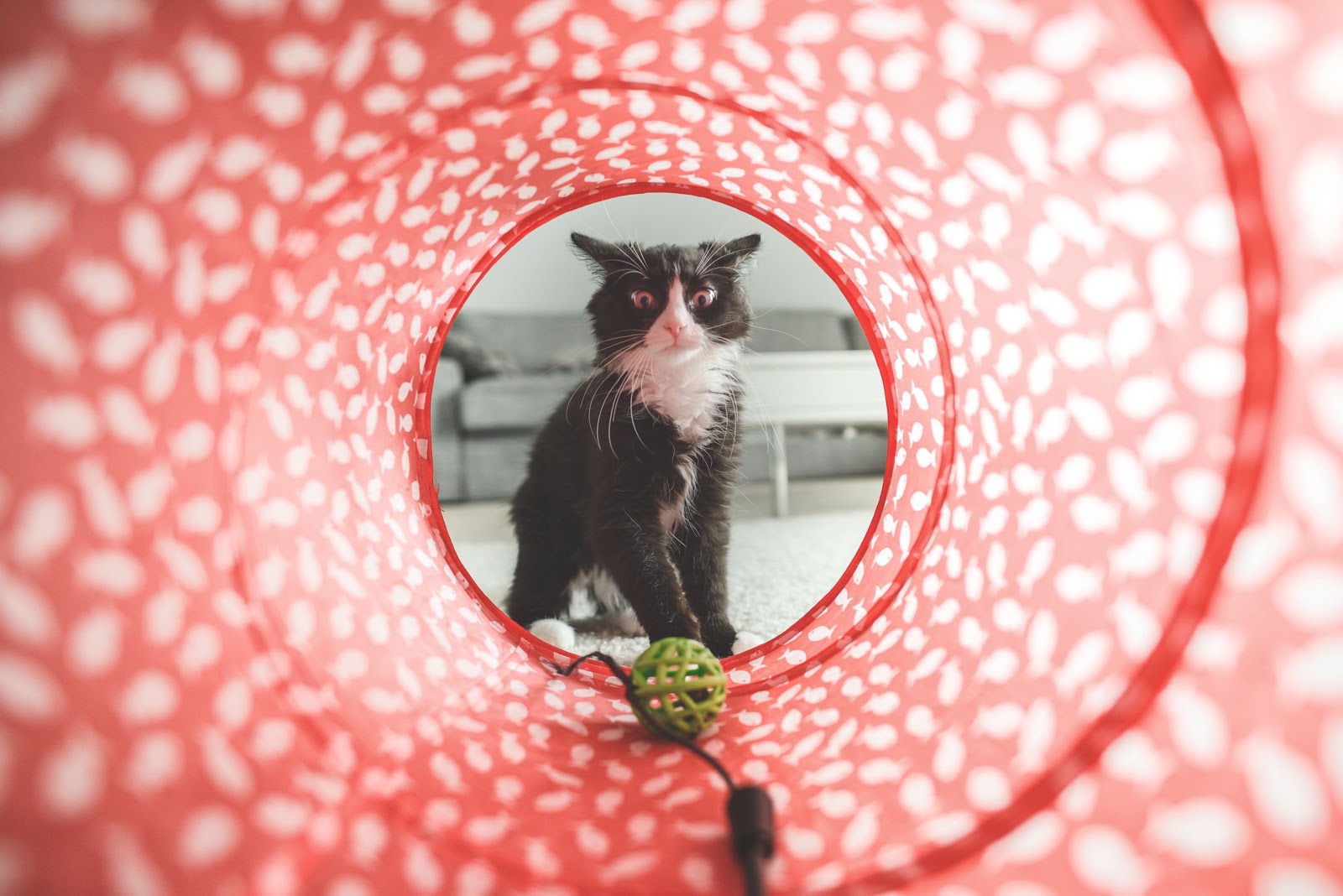 The Complete Guide to Pet Photography for Non-photographers 6 cat playing 1