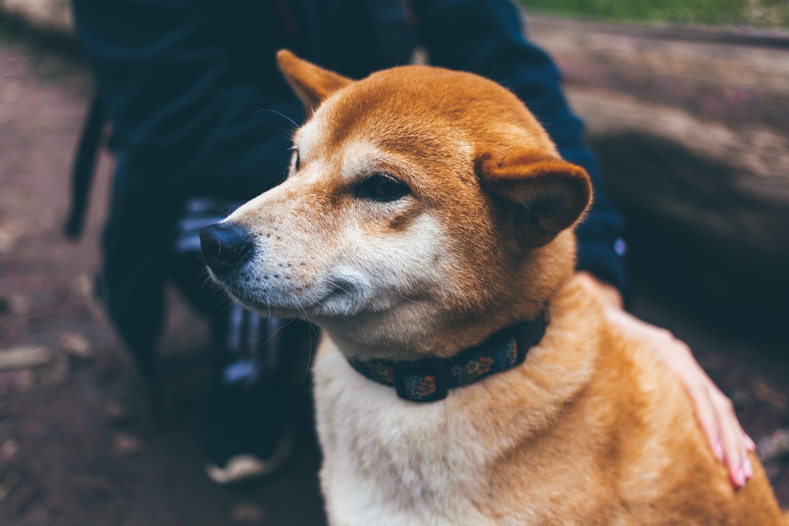 The Complete Guide to Pet Photography for Non-photographers 7 dawn dog 1
