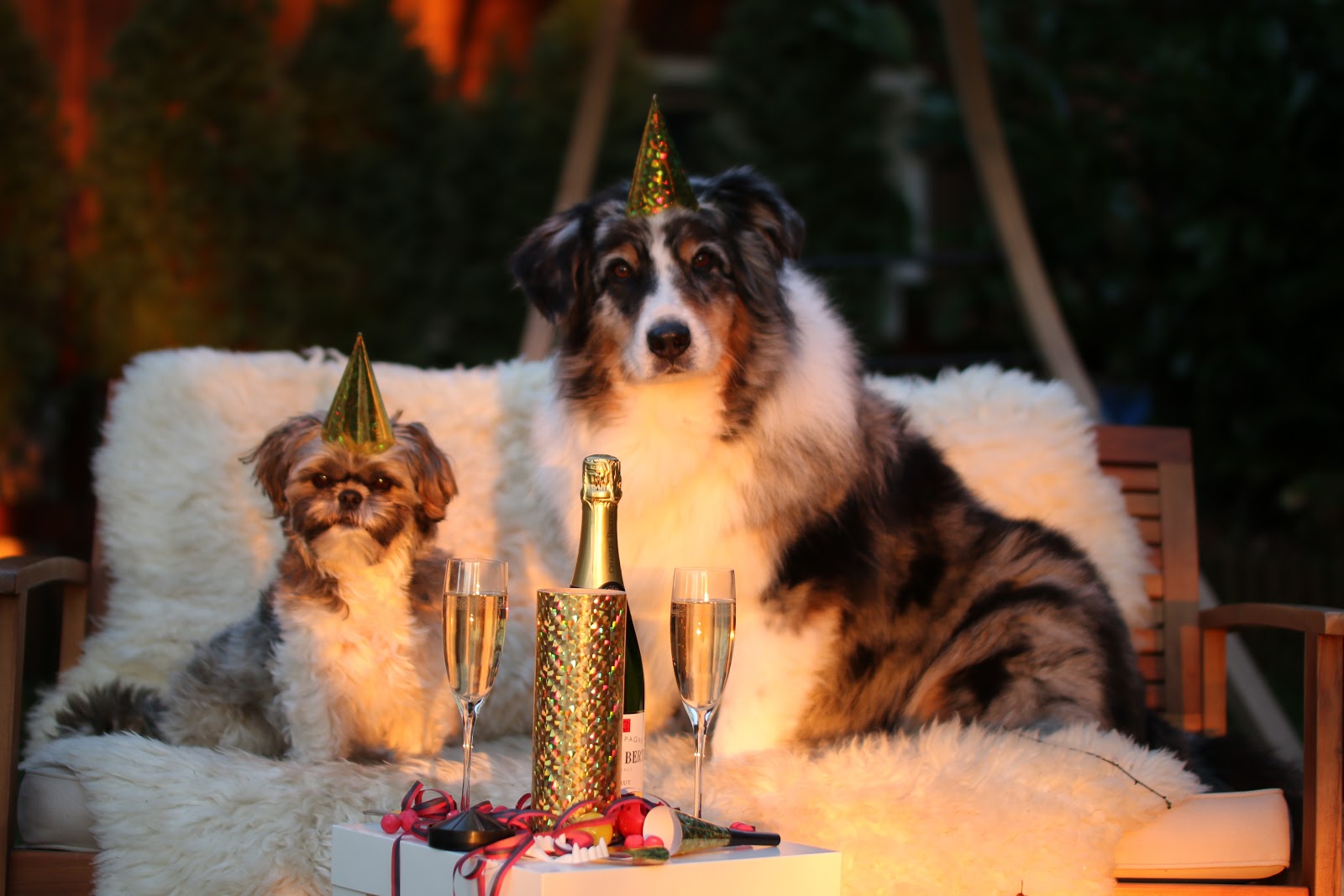 The Complete Guide to Pet Photography for Non-photographers 11 dog couple 1