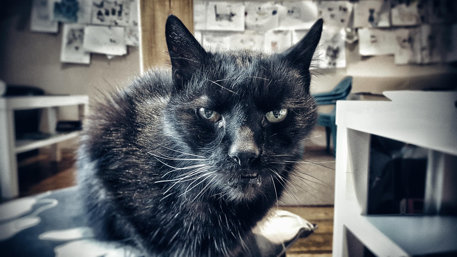 The Complete Guide to Pet Photography for Non-photographers 9 focus on eyes 1