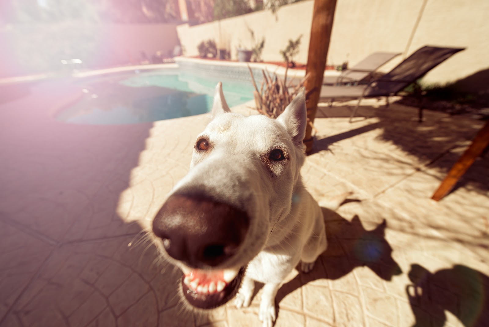 The Complete Guide to Pet Photography for Non-photographers 10 funny pet filter 1