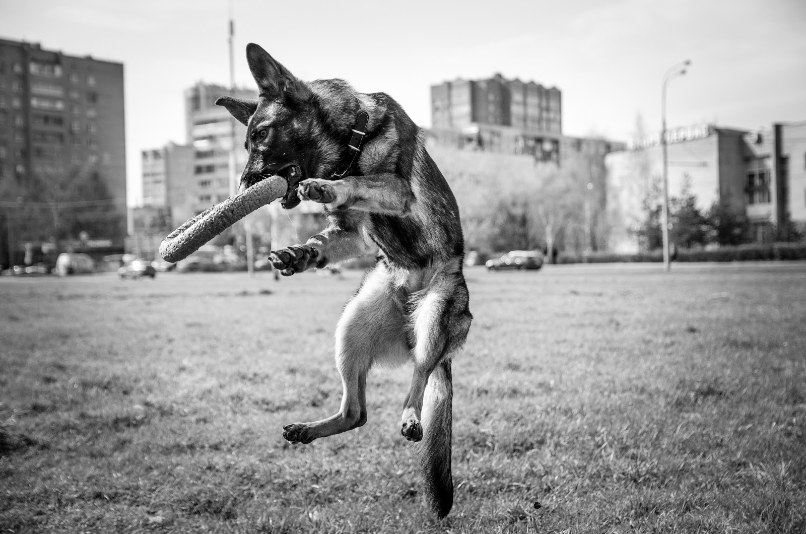 The Complete Guide to Pet Photography for Non-photographers 8 in action 1