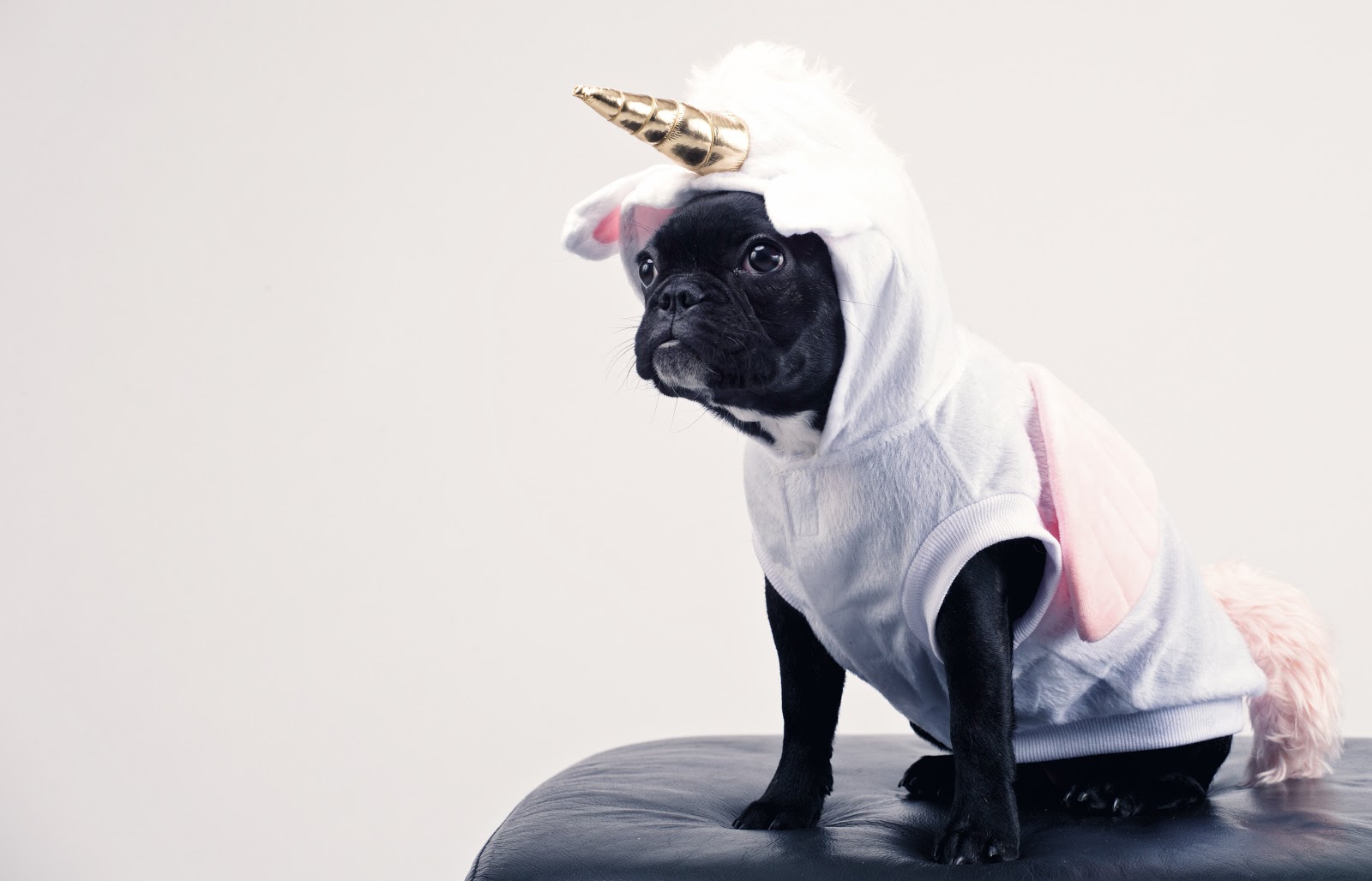 The Complete Guide to Pet Photography for Non-photographers 3 pet costume 1