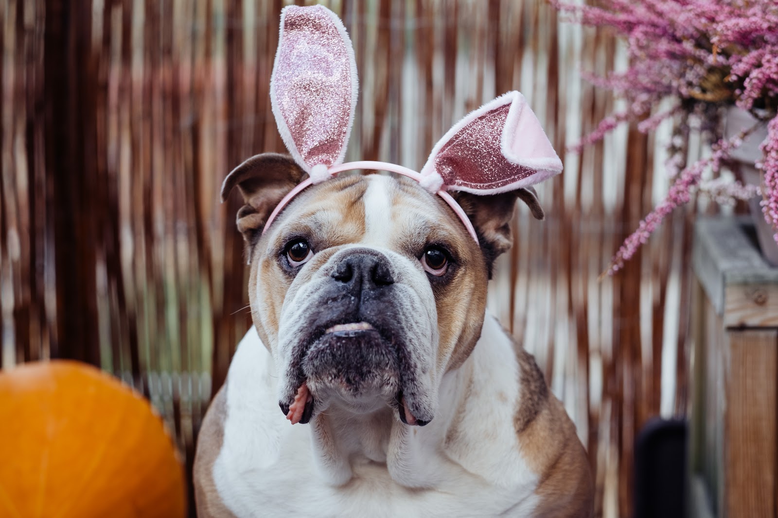 The Complete Guide to Pet Photography for Non-photographers 4 solid background 1