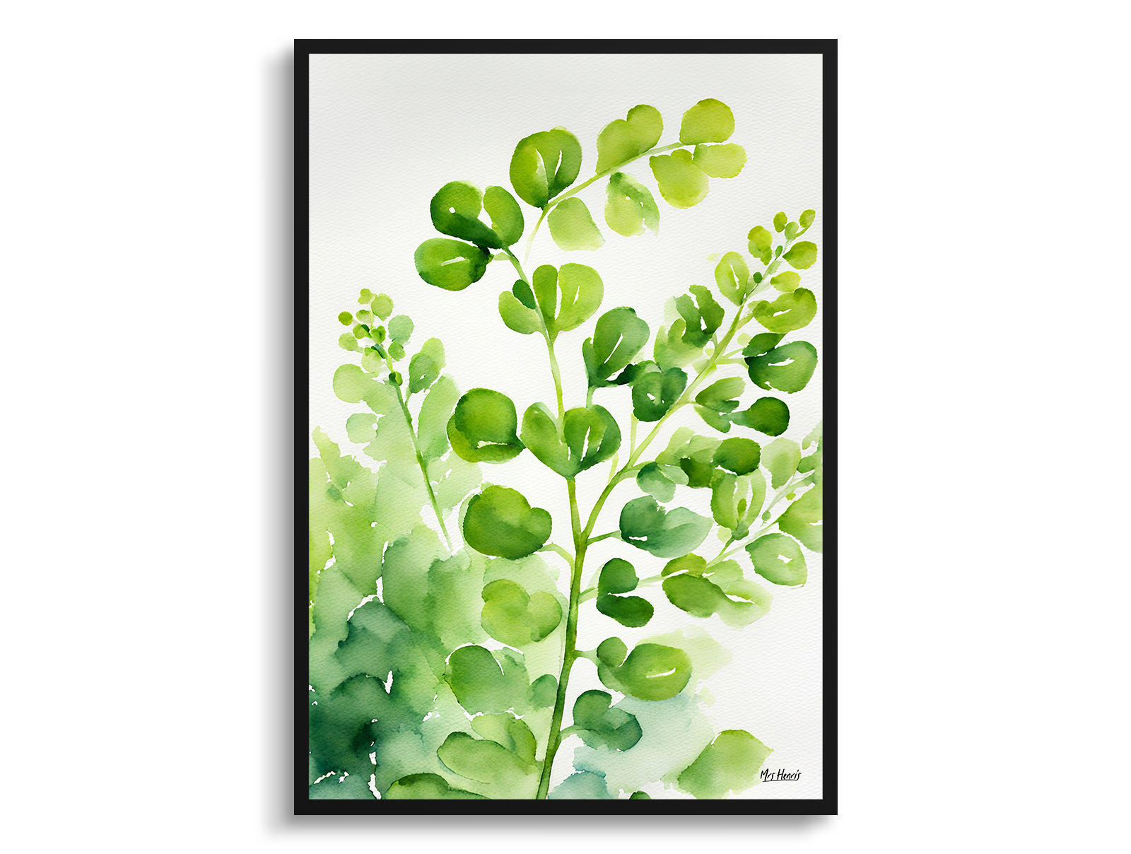 Adiantum Pedatum Watercolour Botanical Art Print - Northern Five-fingered Fern Framed Plant Wall Art 3 Adiantum Pedatum Watercolour Botanical Art Print - Northern Five-fingered Fern Framed Plant Wall Art