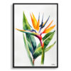 Bird of Paradise Minimalist Watercolour Botanical Art Print - Crane Flower Strelitzia Reginae Framed Plant Wall Art 2 watercolour botanical print flowers bird of paradise minimalist front view