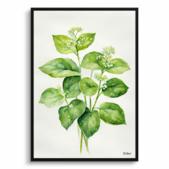 Brunnera Macrophylla Minimalist Watercolour Botanical Art Print - Boraginaceae Framed Plant Wall Art