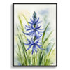 watercolour botanical print flowers camassia leichtlinii subsp front view