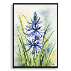 Camassia Leichtlinii Watercolour Botanical Art Print - Camas Framed Plant Wall Art
