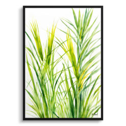 Carex Oshimensis Everillo Minimalist Watercolour Botanical Art Print - Japanese Sedge Framed Plant Wall Art