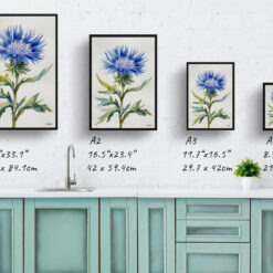 watercolour botanical print flowers centaurea cyanus blue boy minimalist print size comparison