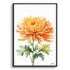 Chrysanthemum Minimalist Watercolour Botanical Art Print - Asteraceae Framed Plant Wall Art 1 watercolour botanical print flowers chrysanthemum minimalist front view