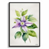Clematis Gravetye Minimalist Watercolour Botanical Art Print - Beauty Framed Plant Wall Art 1 watercolour botanical print flowers clematis gravetye beauty minimalist front view