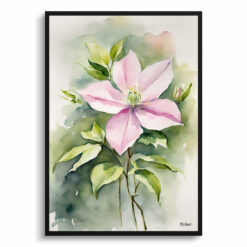 Clematis Mayleen Watercolour Botanical Art Print - Montana Framed Plant Wall Art