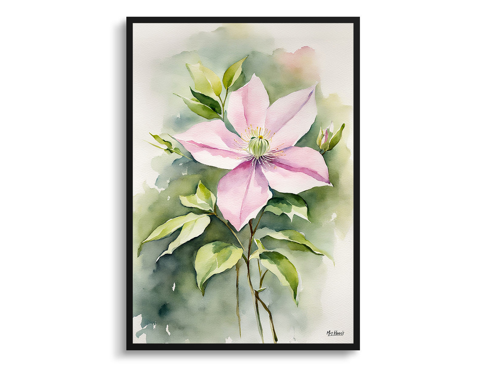 Clematis Mayleen Watercolour Botanical Art Print - Montana Framed Plant Wall Art 3 Clematis Mayleen Watercolour Botanical Art Print - Montana Framed Plant Wall Art