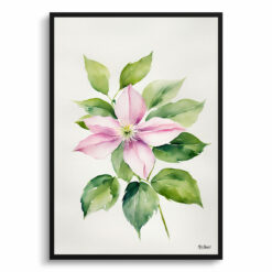 Clematis Mayleen Minimalist Watercolour Botanical Art Print - Montana Framed Plant Wall Art