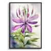 watercolour botanical print flowers cleome hassleriana violet queen front view
