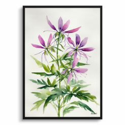 Cleome Hassleriana Minimalist Watercolour Botanical Art Print - Violet Queen Framed Plant Wall Art