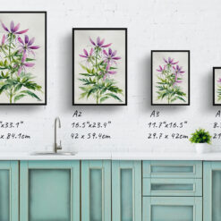 watercolour botanical print flowers cleome hassleriana violet queen minimalist print size comparison