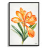 watercolour botanical print flowers clivia minimalist front view