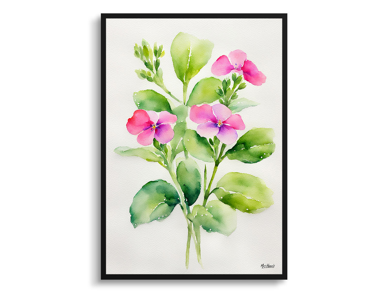 Diascia Personata Minimalist Watercolour Botanical Art Print - Twinspur Framed Plant Wall Art 3 Diascia Personata Minimalist Watercolour Botanical Art Print - Twinspur Framed Plant Wall Art