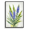 watercolour botanical print flowers echium vulgare minimalist front view