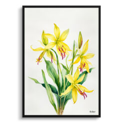 Erythronium Pagoda Minimalist Watercolour Botanical Art Print - Dogtooth Violet Framed Plant Wall Art