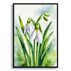 Galanthus Elwesii Watercolour Botanical Art Print - Giant Snowdrop Framed Plant Wall Art