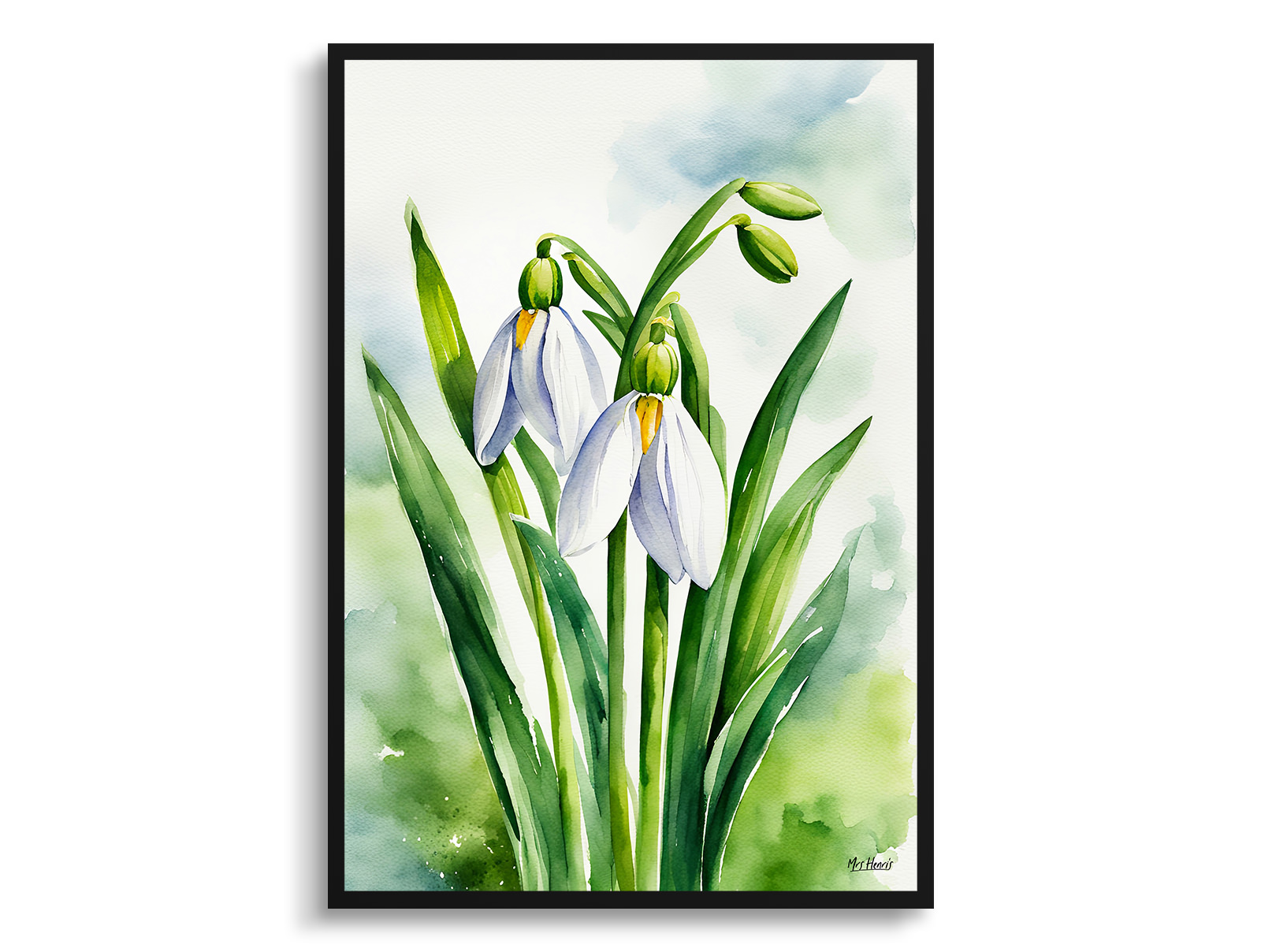 Galanthus Elwesii Watercolour Botanical Art Print - Giant Snowdrop Framed Plant Wall Art 3 Galanthus Elwesii Watercolour Botanical Art Print - Giant Snowdrop Framed Plant Wall Art
