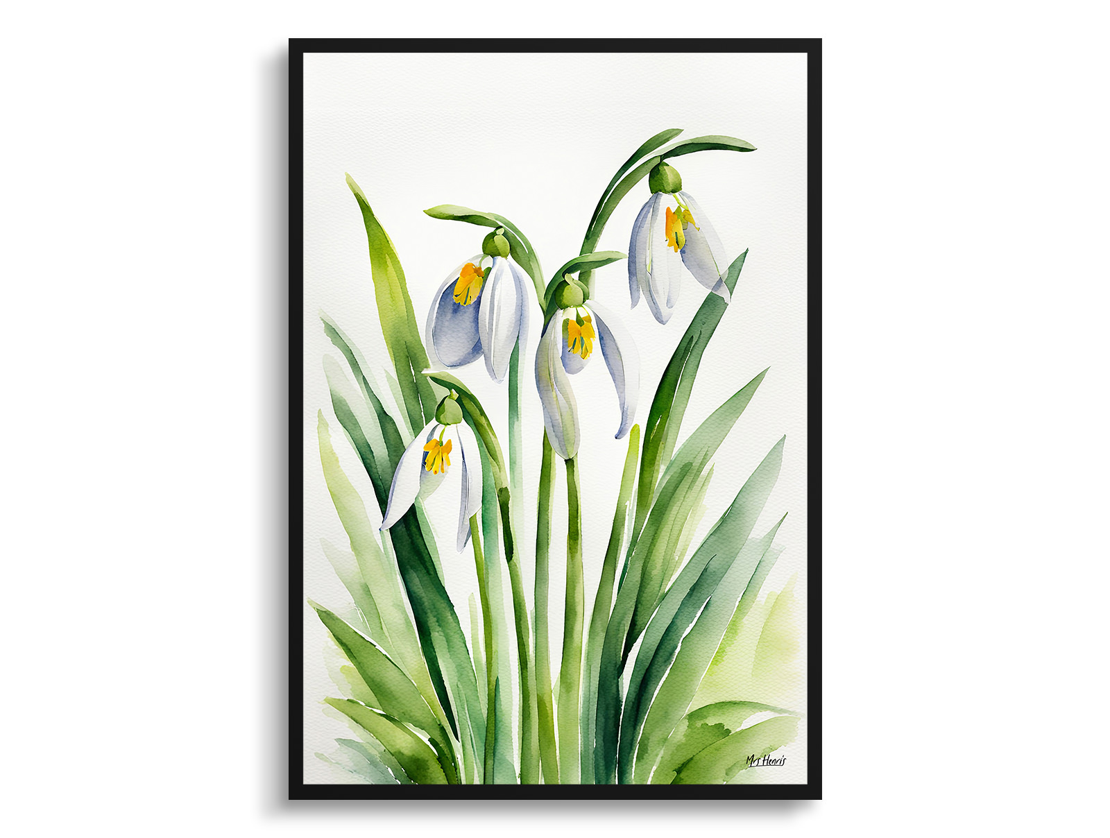 Galanthus Elwesii Minimalist Watercolour Botanical Art Print - Giant Snowdrop Framed Plant Wall Art 3 Galanthus Elwesii Minimalist Watercolour Botanical Art Print - Giant Snowdrop Framed Plant Wall Art