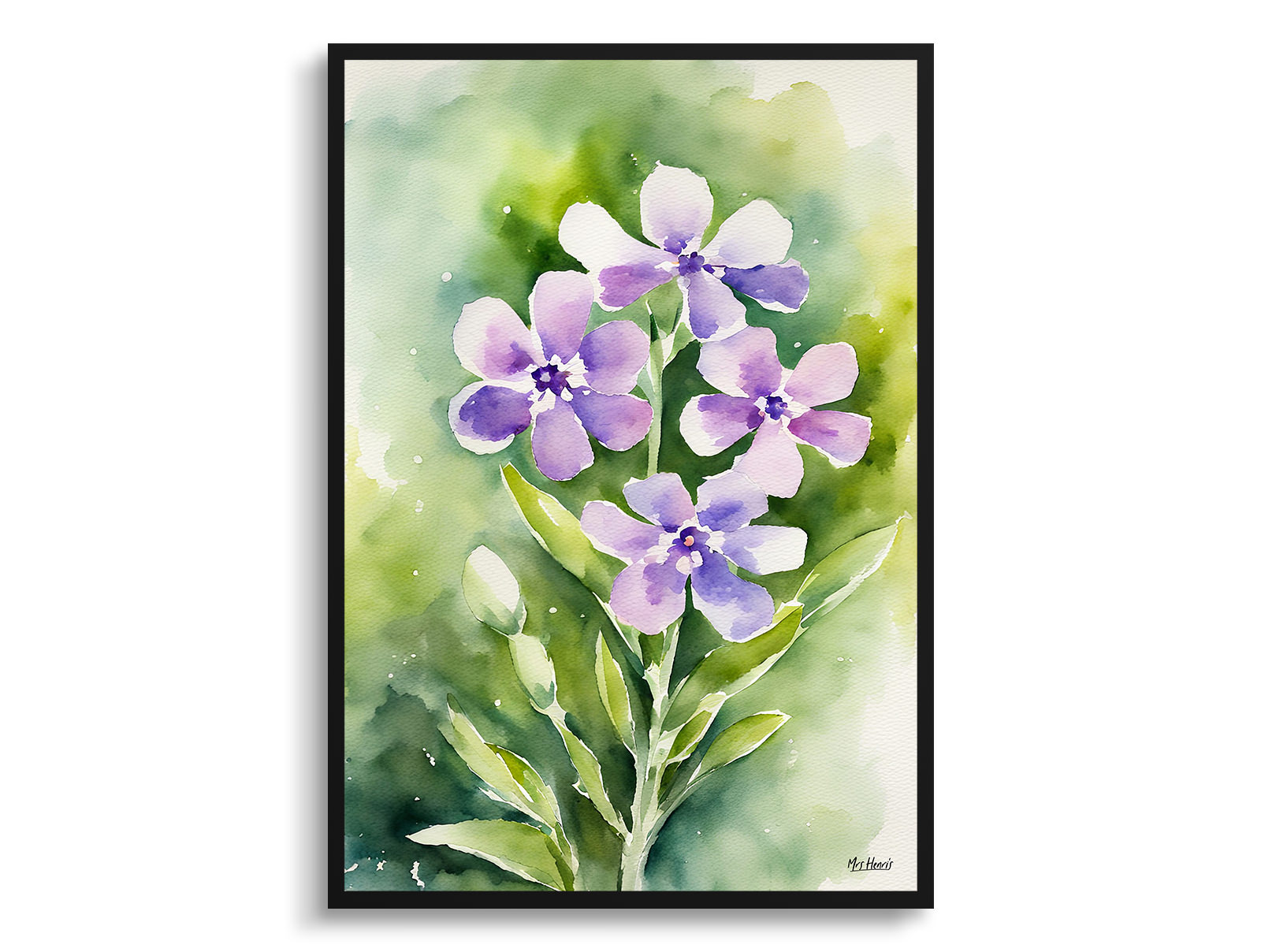 Hesperis Matronalis Watercolour Botanical Art Print - Dame's Rocket Framed Plant Wall Art 3 Hesperis Matronalis Watercolour Botanical Art Print - Dame's Rocket Framed Plant Wall Art