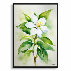 Jasmine Watercolour Botanical Art Print - Jasminum officinale Framed Plant Wall Art