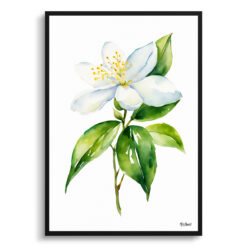 Jasmine Minimalist Watercolour Botanical Art Print - Jasminum officinale Framed Plant Wall Art