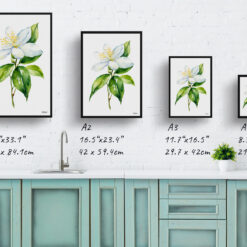 Jasmine Minimalist Watercolour Botanical Art Print - Jasminum officinale Framed Plant Wall Art 9 watercolour botanical print flowers jasmine minimalist print size comparison