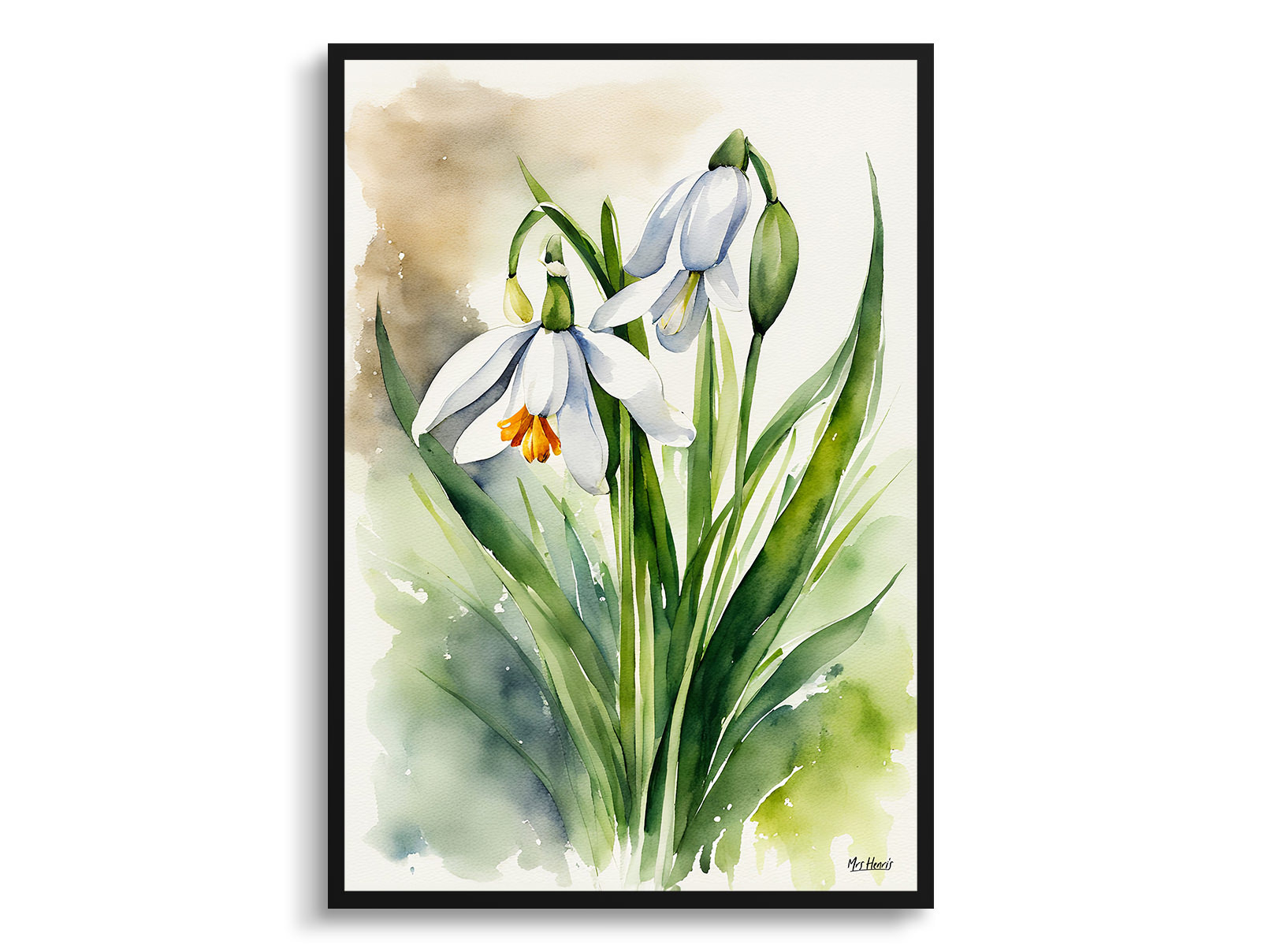 Leucojum Aestivum Gravetye Watercolour Botanical Art Print - Giant Snowflake Framed Plant Wall Art 3 Leucojum Aestivum Gravetye Watercolour Botanical Art Print - Giant Snowflake Framed Plant Wall Art