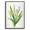 Leucojum Aestivum Gravetye Minimalist Watercolour Botanical Art Print - Giant Snowflake Framed Plant Wall Art 2 watercolour botanical print flowers leucojum aestivum gravetye giant minimalist front view