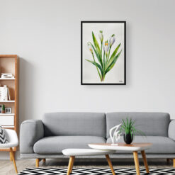 watercolour botanical print flowers leucojum aestivum gravetye giant minimalist office