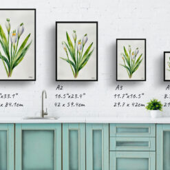 watercolour botanical print flowers leucojum aestivum gravetye giant minimalist print size comparison