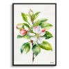 Malus Domestica Minimalist Watercolour Botanical Art Print - Howgate Wonder Apple Framed Plant Wall Art 1 watercolour botanical print flowers malus domestica howgate wonder minimalist front view