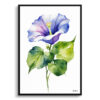 watercolour botanical print flowers morning glory minimalist front view