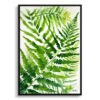 Onoclea Sensibilis Watercolour Botanical Art Print - Sensitive Fern Framed Plant Wall Art 1 watercolour botanical print flowers onoclea sensibilis front view