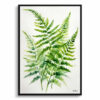 Onoclea Sensibilis Minimalist Watercolour Botanical Art Print - Sensitive Fern Framed Plant Wall Art 2 watercolour botanical print flowers onoclea sensibilis minimalist front view