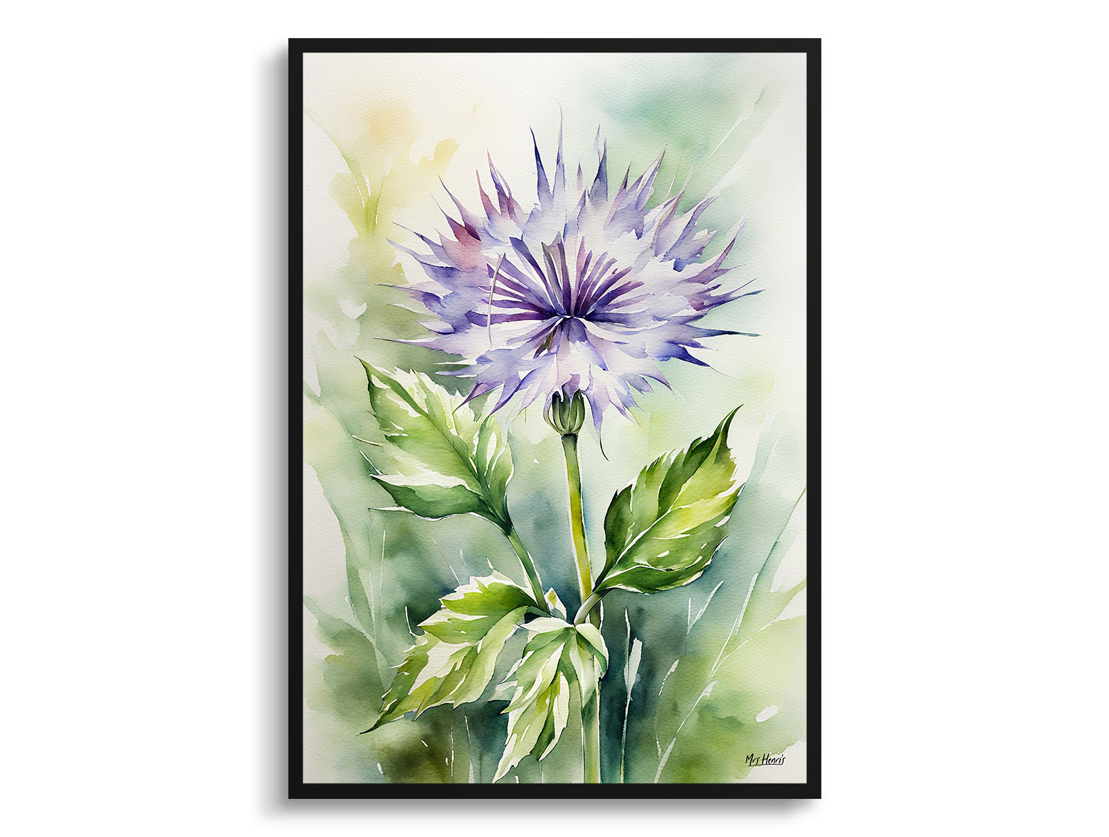 Onopordum Acanthium Watercolour Botanical Art Print - Cotton Scotch thistle Framed Plant Wall Art 3 Onopordum Acanthium Watercolour Botanical Art Print - Cotton Scotch thistle Framed Plant Wall Art