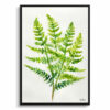 Osmunda Regalis Minimalist Watercolour Botanical Art Print - Royal fern Framed Plant Wall Art 1 watercolour botanical print flowers osmunda regalis royal fern minimalist front view