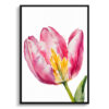 Pink tulip Minimalist Watercolour Botanical Art Print - Tulipa Framed Plant Wall Art 2 watercolour botanical print flowers pink tulip minimalist front view