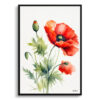 Poppy Minimalist Watercolour Botanical Art Print - Common Flanders Framed Plant Wall Art 2 watercolour botanical print flowers poppy minimalist front view