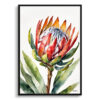 Proteas Minimalist Watercolour Botanical Art Print - King Protea Sugarbush Framed Plant Wall Art 1 watercolour botanical print flowers proteas minimalist front view