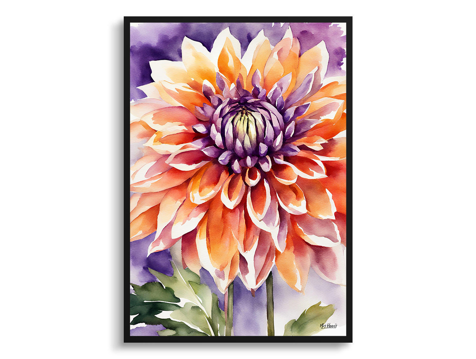 Purple and orange dahlia Watercolour Botanical Art Print - Asteraceae Framed Plant Wall Art 3 Purple and orange dahlia Watercolour Botanical Art Print - Asteraceae Framed Plant Wall Art