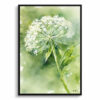 watercolour botanical print flowers queen annes lace front view